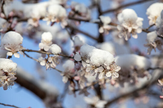 倒春寒春雪压花枝