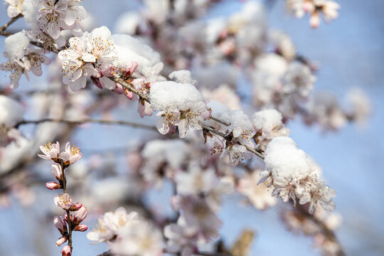 倒春寒春雪压花枝