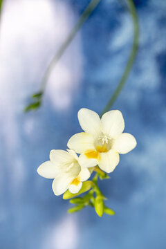 香雪兰花