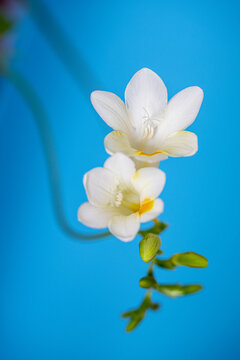 香雪兰花