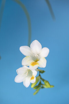 香雪兰花