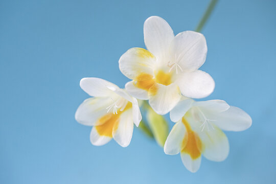 香雪兰花