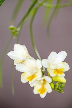 香雪兰花