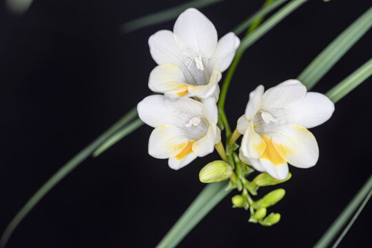 香雪兰花