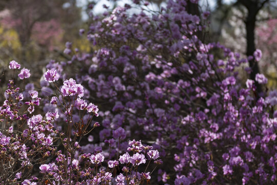 杜鹃花