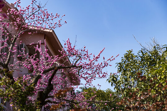 房前梅花