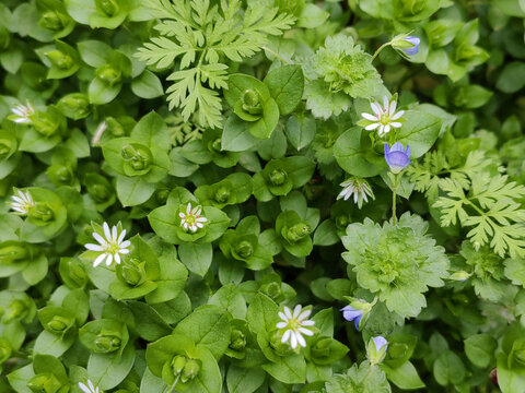 野草闲花