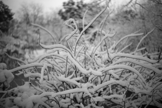 银装素裹的冰雪苏州园林拙政园