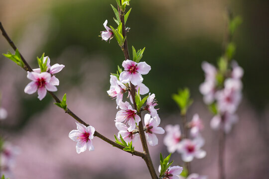 桃花满枝头