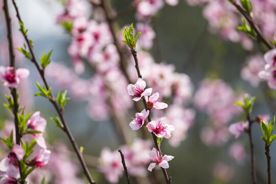 春色桃花开