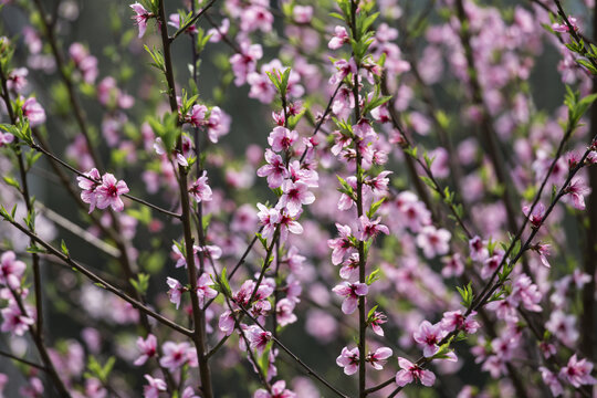 桃花林