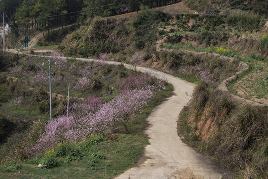 乡间小路春色