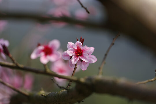 桃花特写