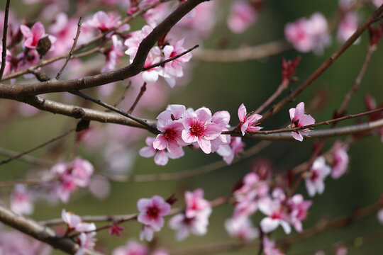 桃花