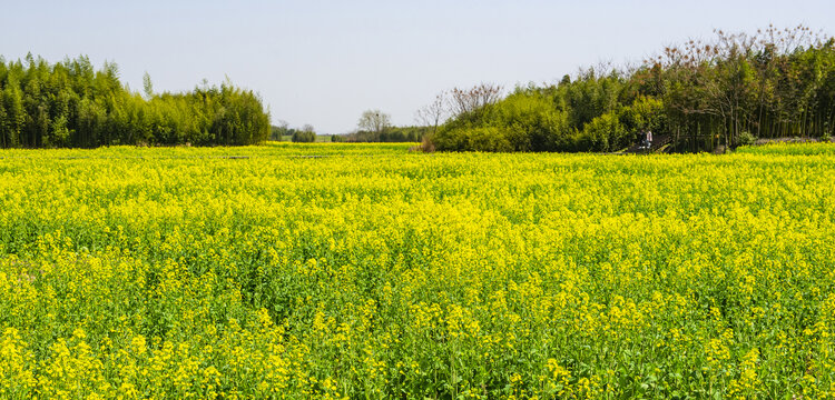 油菜花田地