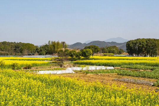 田野风光