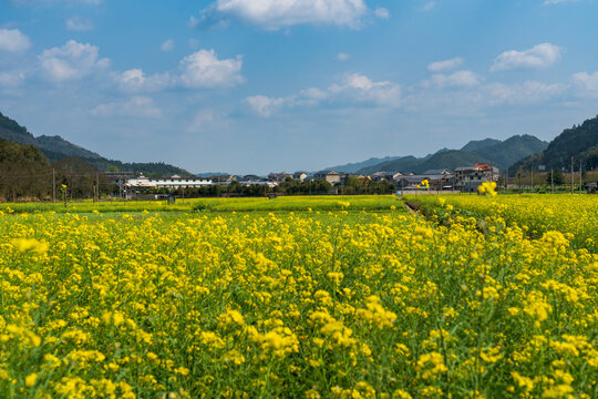 农村乡村春天油菜花盛开美丽景象