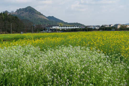 农村乡村春天油菜花盛开美丽景象