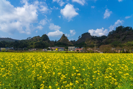 农村乡村春天油菜花盛开美丽景象