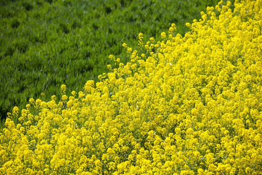 麦苗油菜花