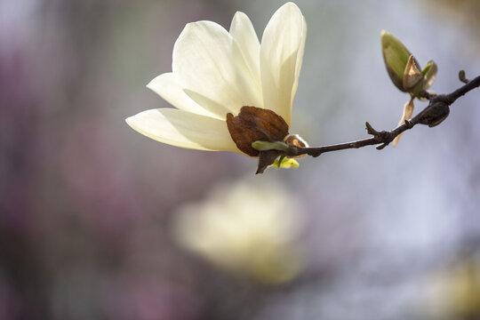 玉兰花特写