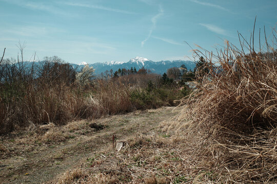 杂草和雪山