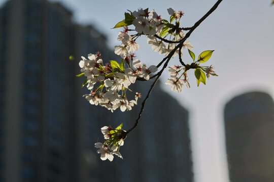 春天盛开的白色樱花