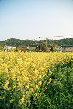 油菜花