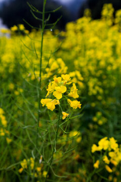 油菜花