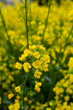 油菜花