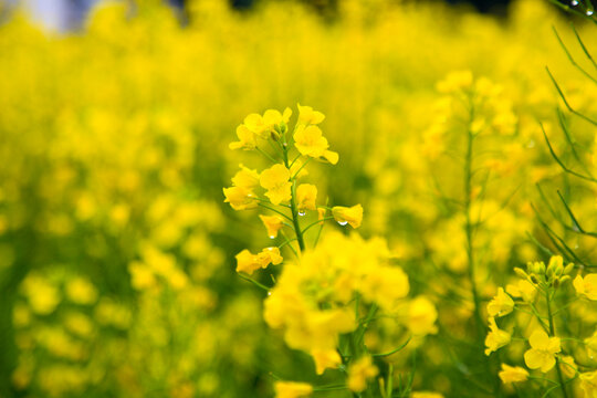 油菜花