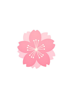春日櫻花