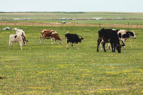 草原春天牧场牛群