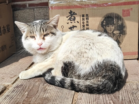 家猫