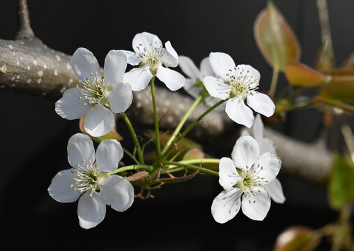 黑背景梨花