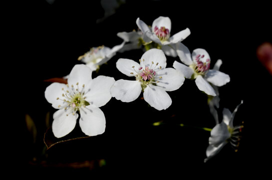 黑背景梨花