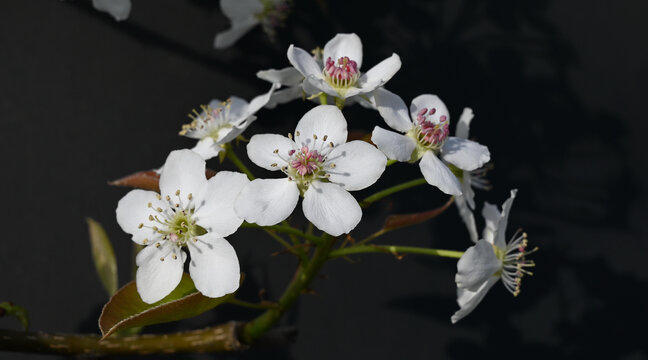 黑背景梨花