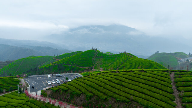 鹤峰木耳山茶园