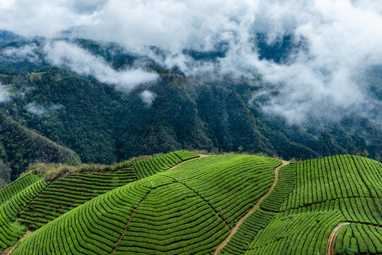 鹤峰木耳山茶园