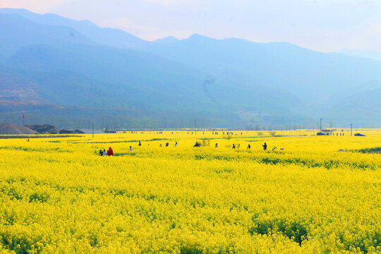 油菜花