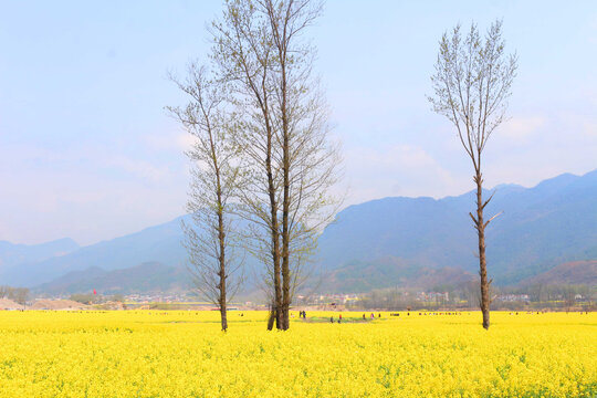 油菜