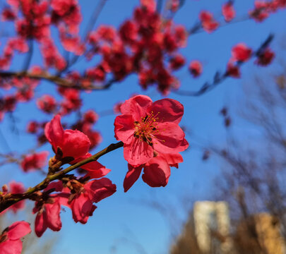 梅花盛开