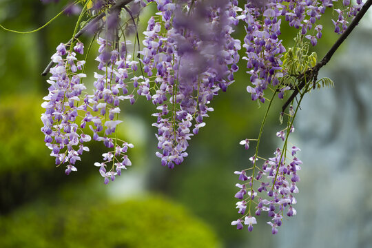 紫藤花背景