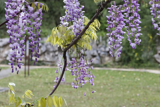 紫藤花素材