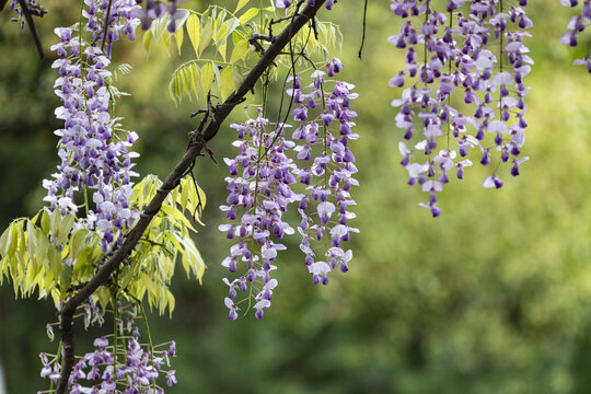 紫藤花素材