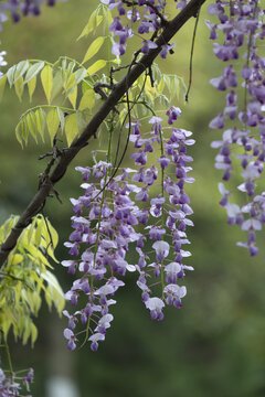 紫藤花素材