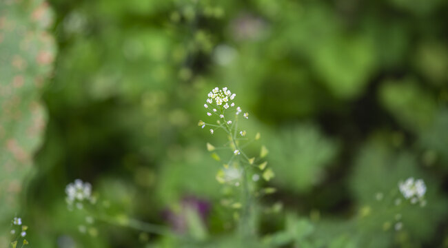 荠菜花