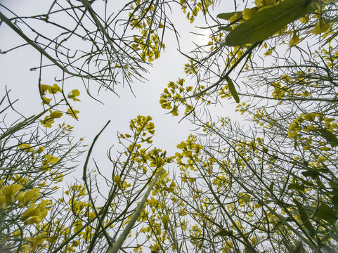 油菜花