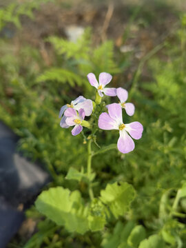 萝卜花