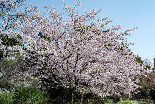 樱花树